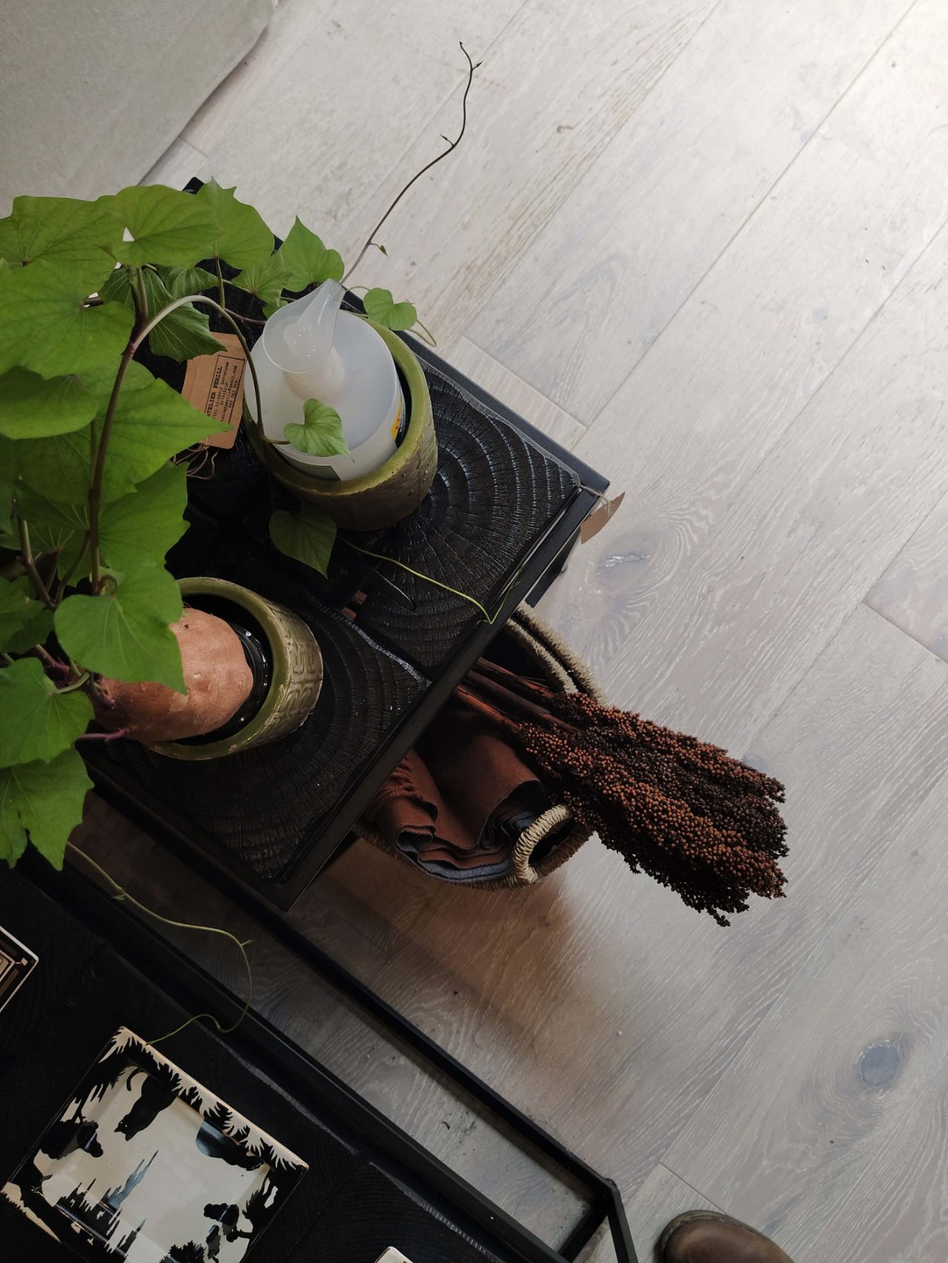 Brisa Plantas en macetas sobre una mesa de madera, con un fondo claro y texturas naturales.